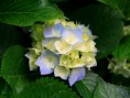 /album/kepgaleria-kezdolap/hydrangeas-jpg/