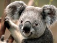 /album/kepgaleria-kezdolap/koala-jpg/